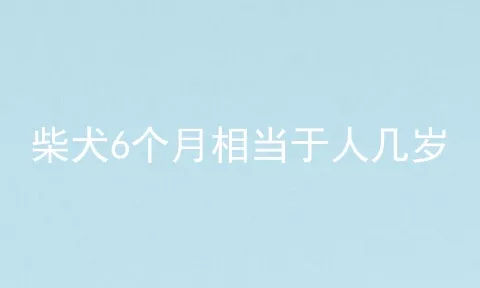 柴犬6个月相当于人几岁