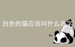 白色的猫应该叫什么名字