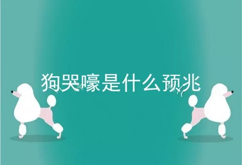 狗哭嚎是什么预兆