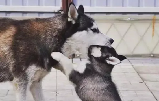 哈士奇犬怎么喂养 哈士奇喂养指南