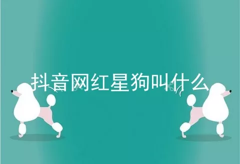 抖音网红星狗叫什么