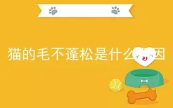 猫的毛不蓬松是什么原因