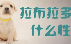 拉布拉多犬什么性格