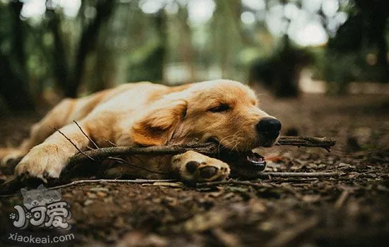 狗快死的征兆 狗狗死前的表现