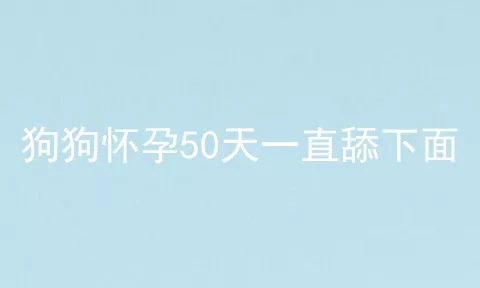 狗狗怀孕50天一直舔下面