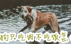 狗狗只吃肉不吃饭怎么办