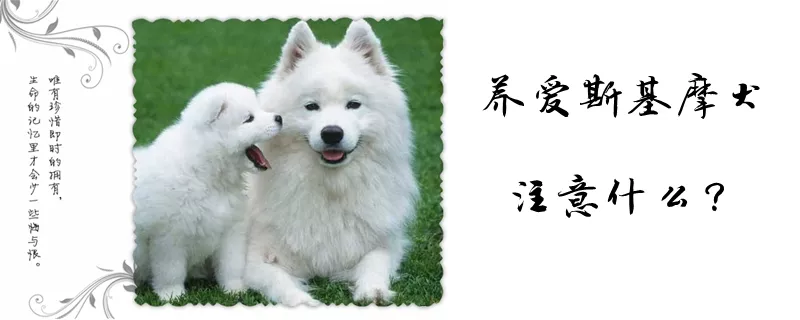 养爱斯基摩犬注意什么