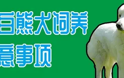 大白熊犬饲养注意事项