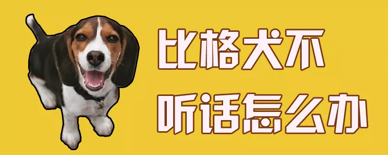 比格犬不听话怎么办