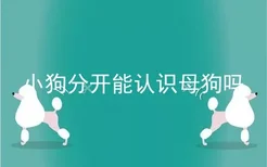 小狗分开能认识母狗吗