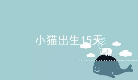 小猫出生15天