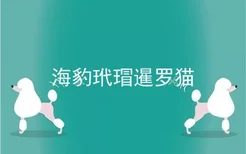 海豹玳瑁暹罗猫