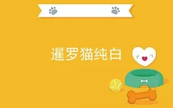 暹罗猫纯白