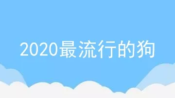 2020最流行的狗