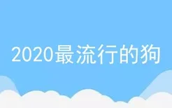 2020最流行的狗