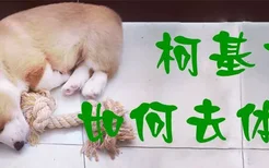 柯基犬如何去体味