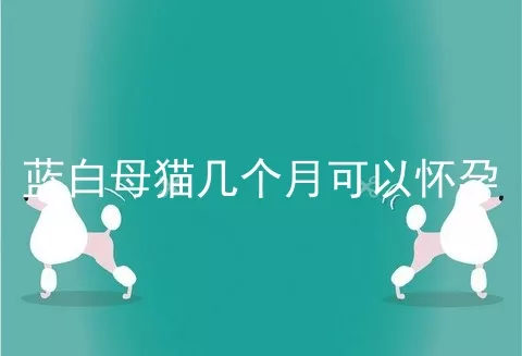 蓝白母猫几个月可以怀孕