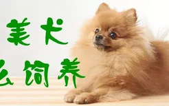 博美犬怎么饲养