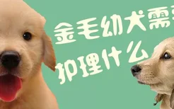 金毛幼犬需要护理什么