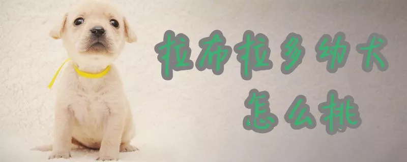 拉布拉多幼犬怎么挑1