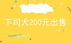 下司犬200元出售