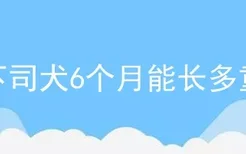 下司犬6个月能长多重