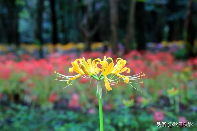 杭州新一轮花海旅游攻略（杭州这公园有一片石蒜花的海洋）(11)