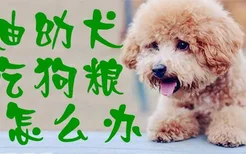 泰迪幼犬不吃狗粮怎么办