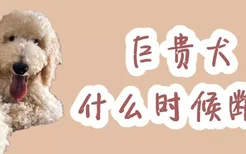 巨贵犬什么时候断尾