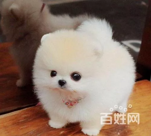 上海宠物狗市场在哪里