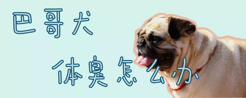 巴哥犬体臭怎么办