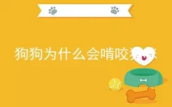 狗狗为什么会啃咬猫咪