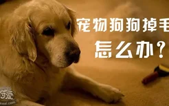 宠物狗狗掉毛怎么办