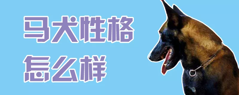 马犬性格怎么样