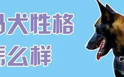 马犬性格怎么样