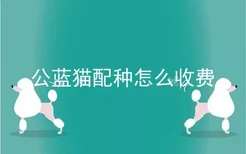 公蓝猫配种怎么收费