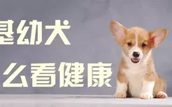 柯基幼犬怎么看健康