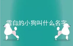 雪白的小狗叫什么名字