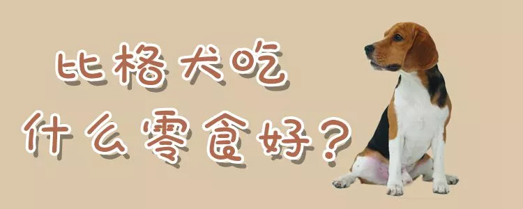 比格犬吃什么零食好