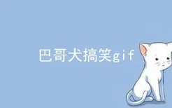 巴哥犬搞笑gif