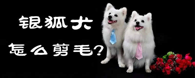 银狐犬如何剪毛