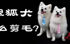 银狐犬如何剪毛