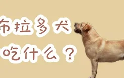 拉布拉多犬要吃什么