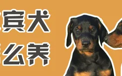 杜宾犬怎么养