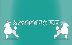 怎么教狗狗叼东西回来