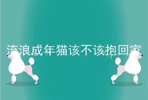 流浪成年猫该不该抱回家