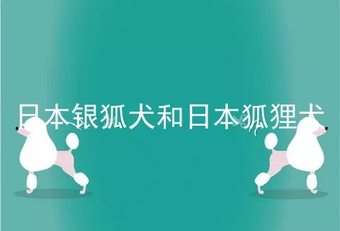 日本银狐犬和日本狐狸犬