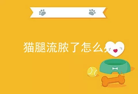 猫腿流脓了怎么办