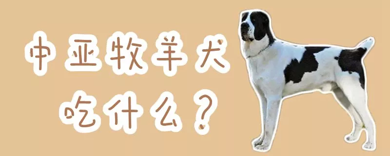 中亚牧羊犬吃什么