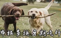 拉布拉多换牙期吃什么